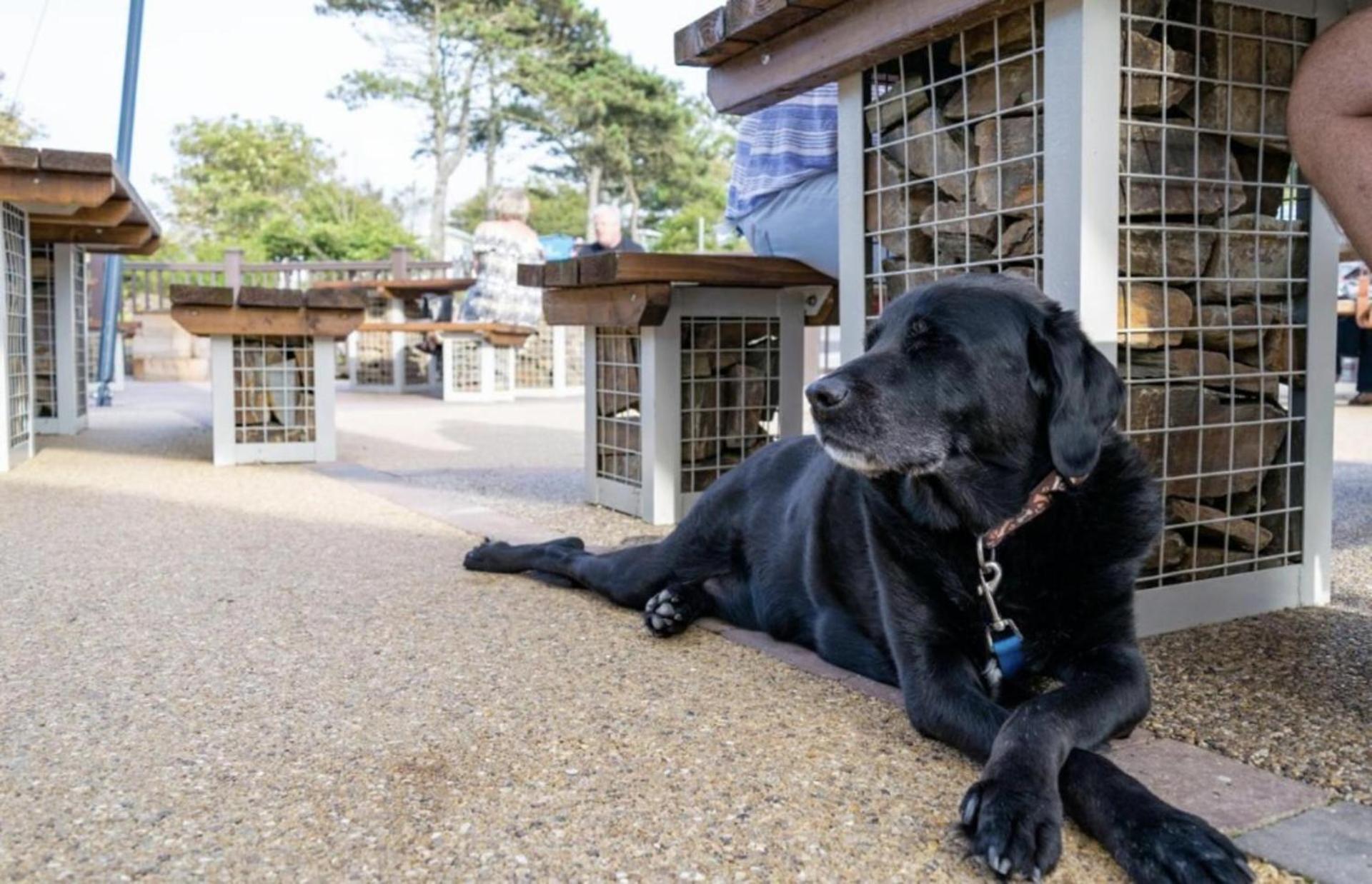 Newquay Bay Resort Sandy Toes - Pet Friendly Экстерьер фото